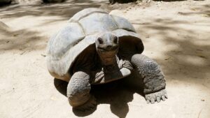 tortue-seychelles